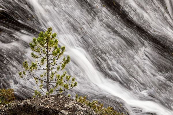 Jones, Adam 아티스트의 Small pine tree and Gibbon Falls-Yellowstone National Park-Wyoming작품입니다.